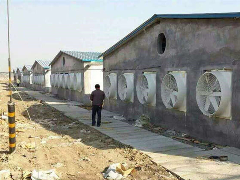 清遠養豬場(chǎng)環(huán)境空間通風(fēng)降溫案例